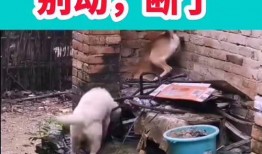 爆料幽默短视频,笑料百出！揭秘短视频中的幽默爆料瞬间